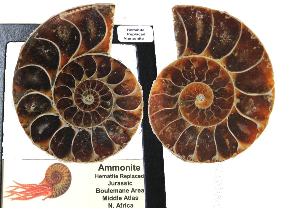 Amazon | SCIENCE 化石標本Ammonite Pair「赤鉄鉱化（ヘマタイト