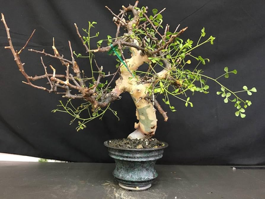 Amazon.co.jp: 5.発根済み コミフォラ カタフ ソマリア産 ピュアカタフ