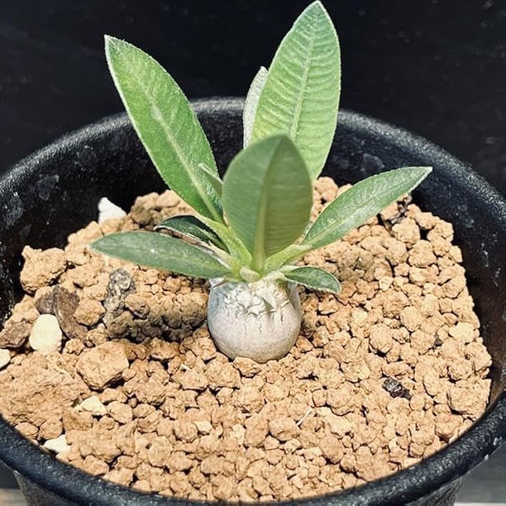 Amazon｜コーデックス：パキポディウム エブレネウム 実生 S*｜観葉