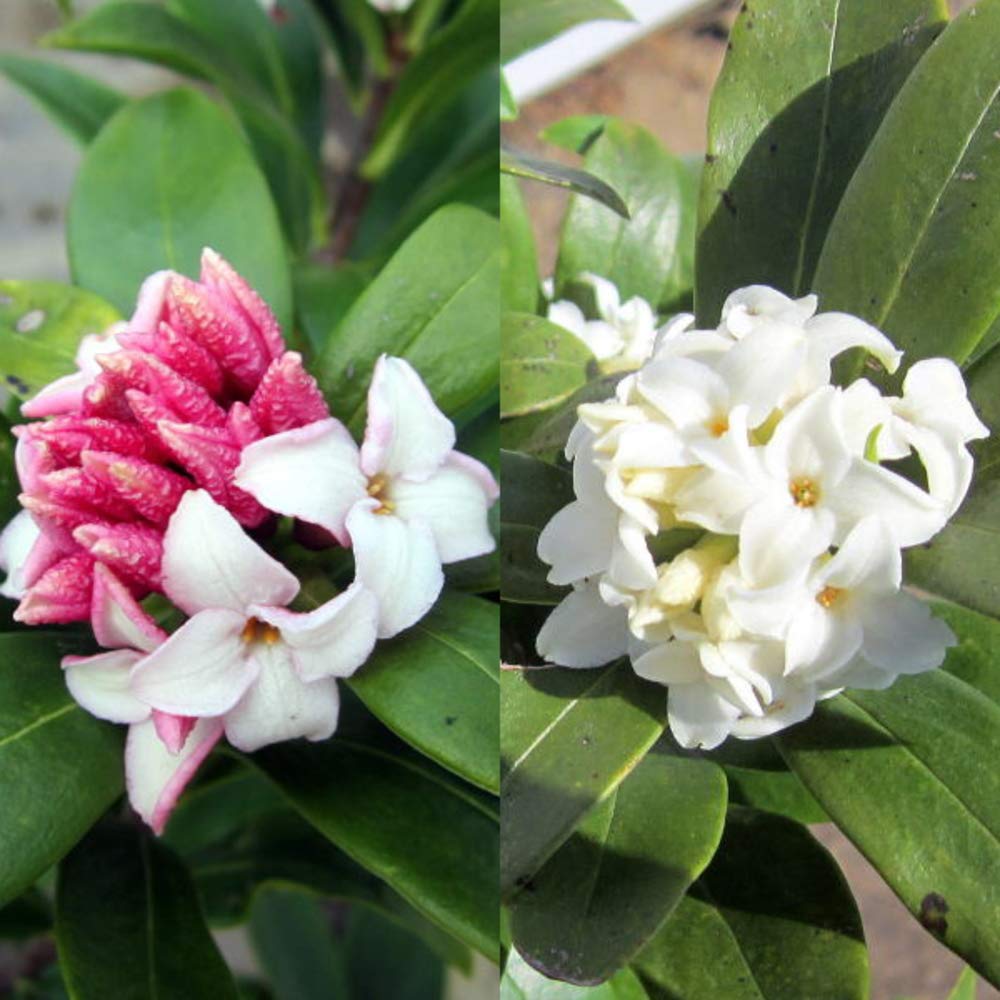 Amazon.co.jp: 赤・白の2本セット 沈丁花(ジンチョウゲ) 赤 30cm前後