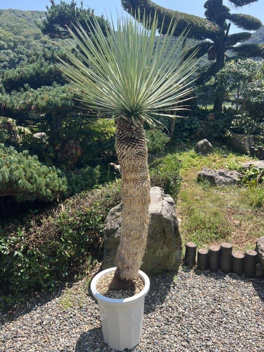 Amazon.co.jp: 2ヘッド 大型 曲がり 1m62cm 太株 ユッカ ロストラータ