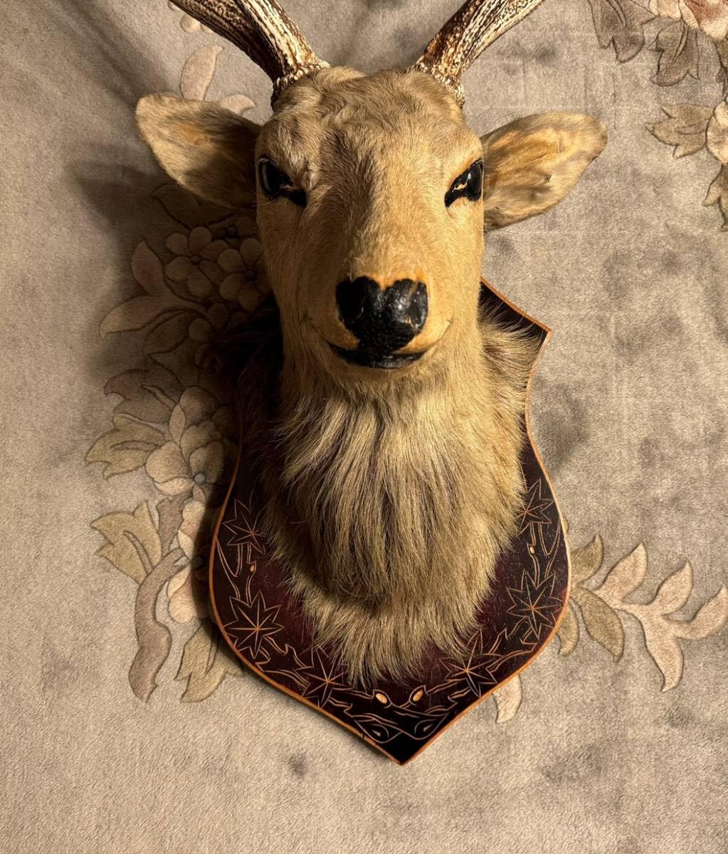 Amazon.co.jp: 豪華鹿シカはく製剥製角置物インテリア蝦夷シカ北海道