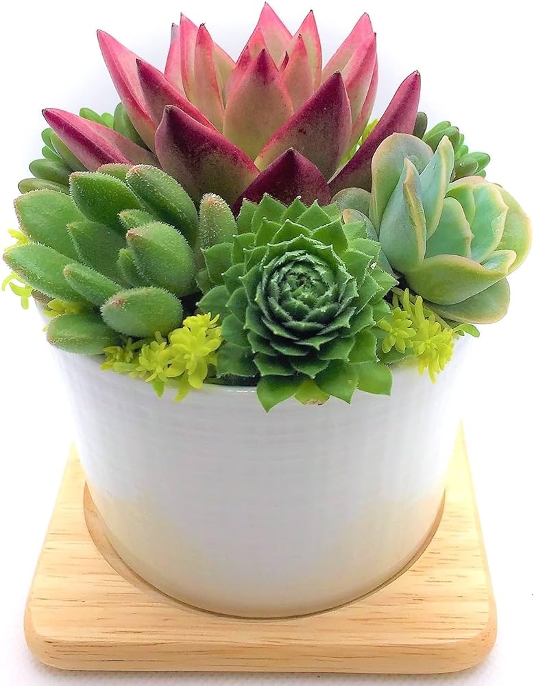 Amazon.co.jp: 多肉植物 そのまま飾れる寄せ植え 白陶器鉢 底穴あり 肉