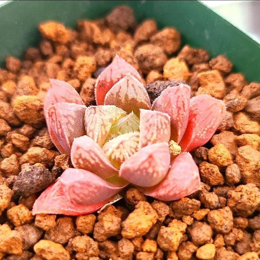 Amazon｜ラズベリーキャンディー ピンク系 多肉植物 ハオルチア アロエ