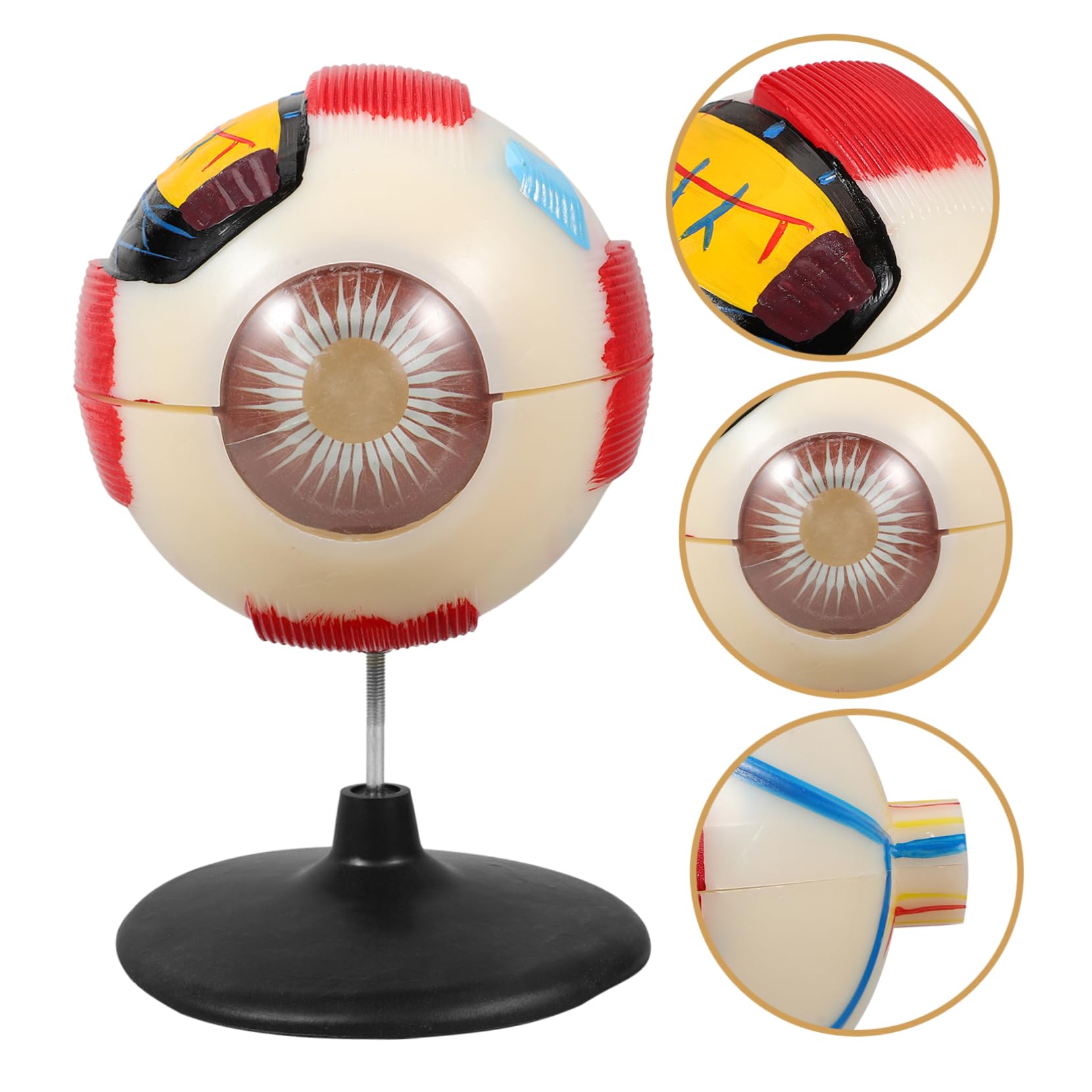 Amazon | PartyKindom 人眼解剖模型 倍拡大眼球模型 解剖学教材 教育