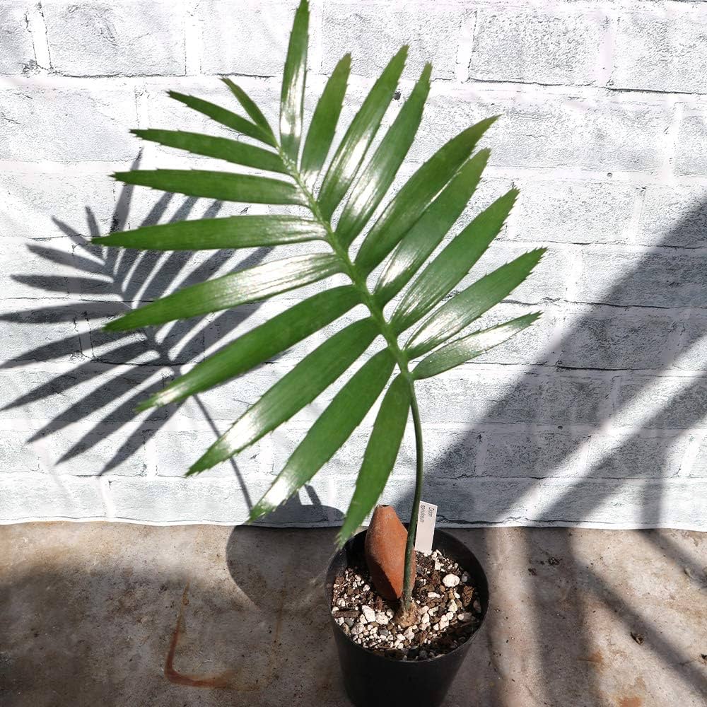 Amazon.co.jp: ソテツ・ディオーン・スピヌロスム9cm鉢 実生苗【品種で