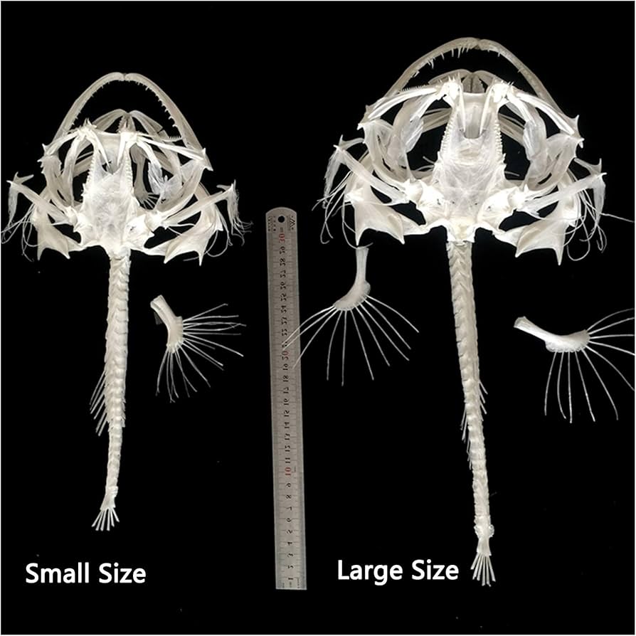 Amazon.co.jp: アンコウの骨格標本モデル – リアルな魚の頭蓋骨モデル
