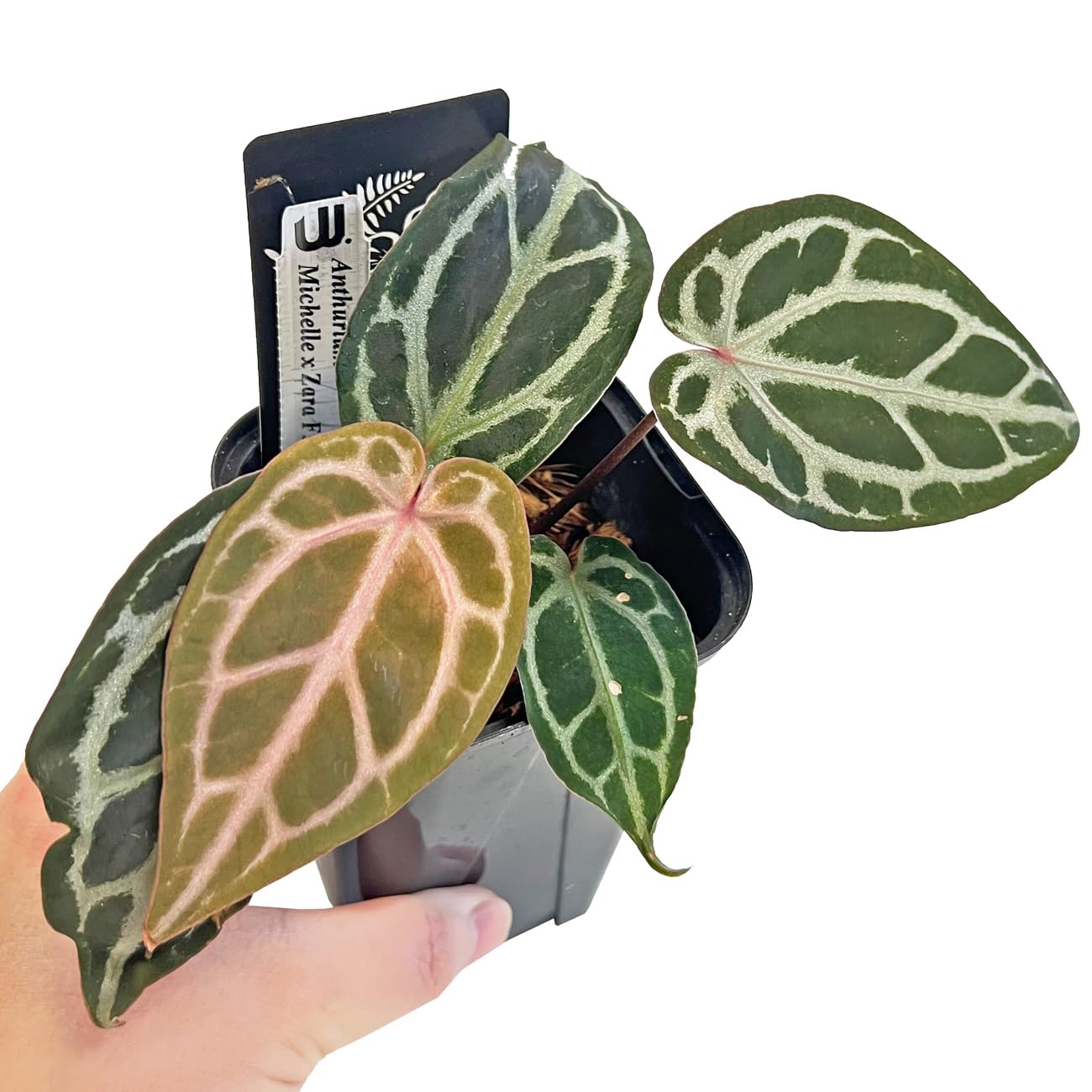 Amazon｜アンスリウム ミシェルxザラ F3 3.5号 水苔管理 アーバン