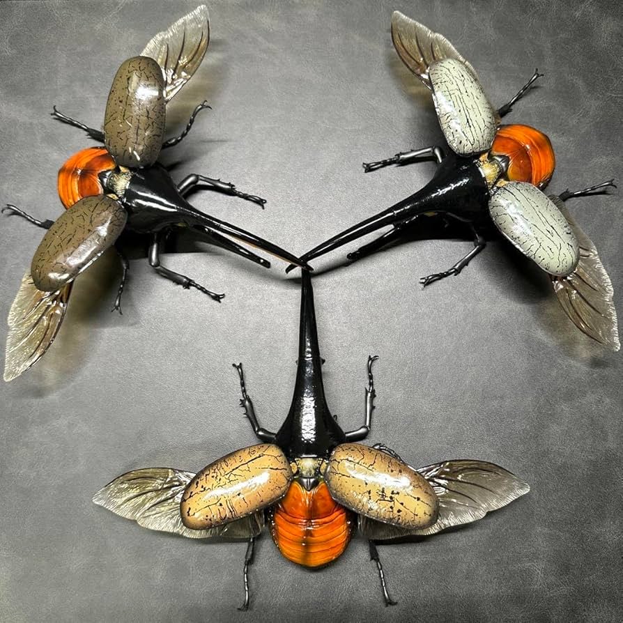 Amazon.co.jp: 訳あり いきもの大図鑑 アドバンス ヘラクレス