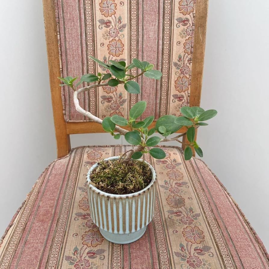 Amazon.co.jp: パンダガジュマル曲がり 螺旋状 陶器鉢受け皿付き 約3号