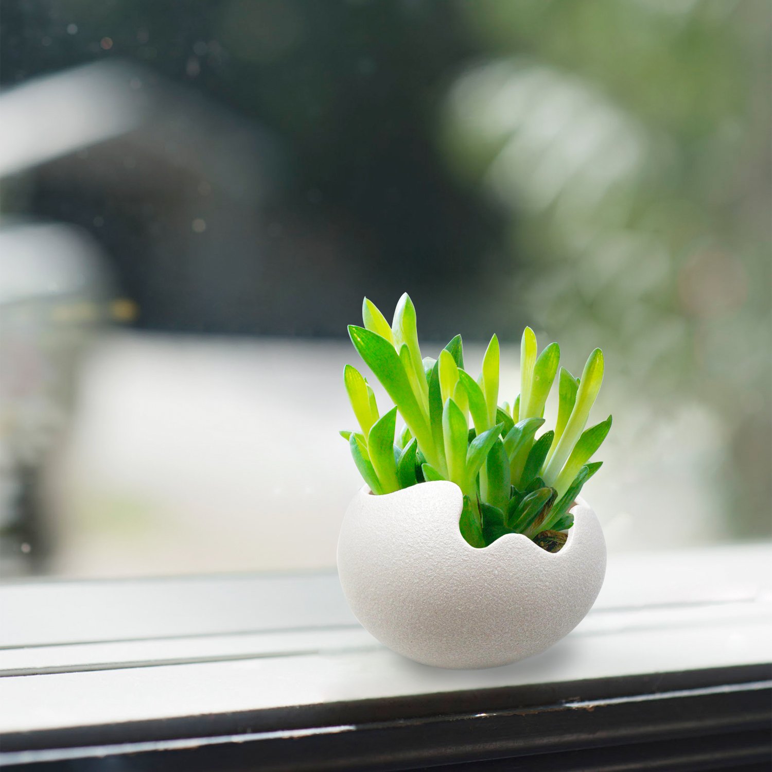 Amazon.co.jp: TOSSOW 植木鉢 陶器鉢 卵形 多肉植物、サボテン鉢