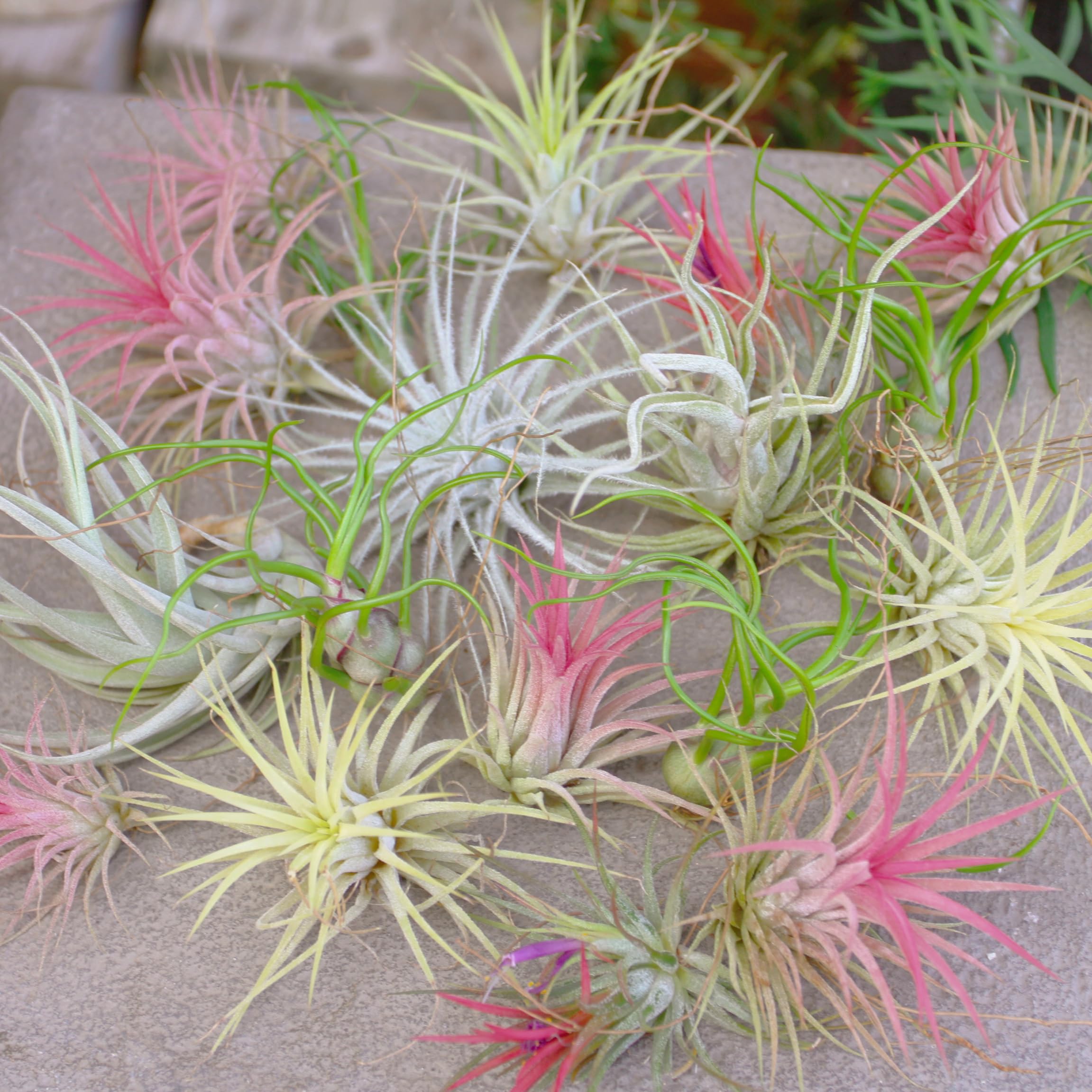 Amazon｜エアプランツ (4種類セット) おまかせセット チランジア