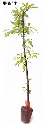 Amazon.co.jp: 桃の苗木 川中島白桃 1年生苗 12-13.5cmポット苗 : DIY