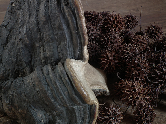 I00681 猿の腰掛け サルノコシカケ （特大） きのこ | MANSIKKA