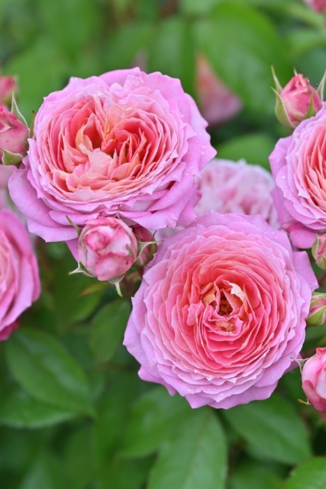 バラ苗【中苗】フルレット 国産苗 6号鉢植え品《Han-DEL》 | すべての