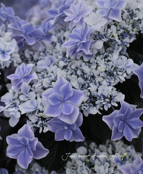 島根オリジナル品種】 八重咲き紫陽花 『万華鏡・銀河』ブルー