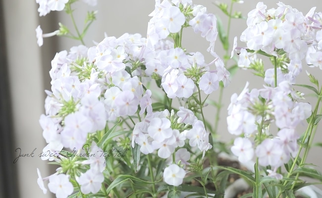 フロックス 『ブルーフレーム』 | すべての商品 | | Junk sweet Garden