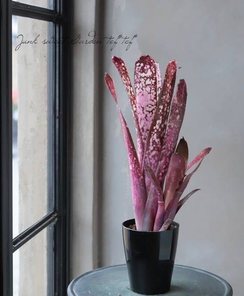 タンクブロメリア・ビルベルギア 『ハレルヤ』 | すべての商品