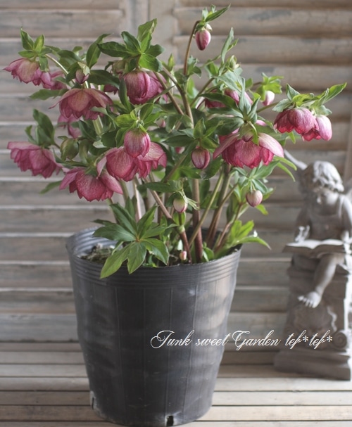 ㉖-343クリスマスローズ クリスマスローズ ダブル/(赤系)3.5〜4寸苗 : 岩崎園芸ネットストア