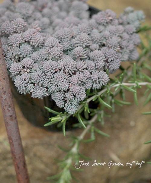 多肉植物】銅葉セダム・ヒスパニカム 『プルプレア』 | すべての商品