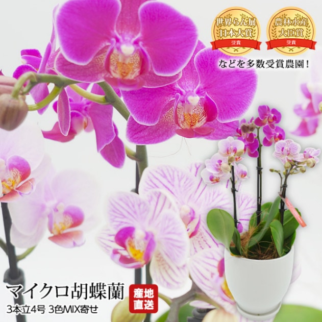 生花,胡蝶蘭 | 高級フルーツ(高級果物)の通販なら旬のものを厳選する