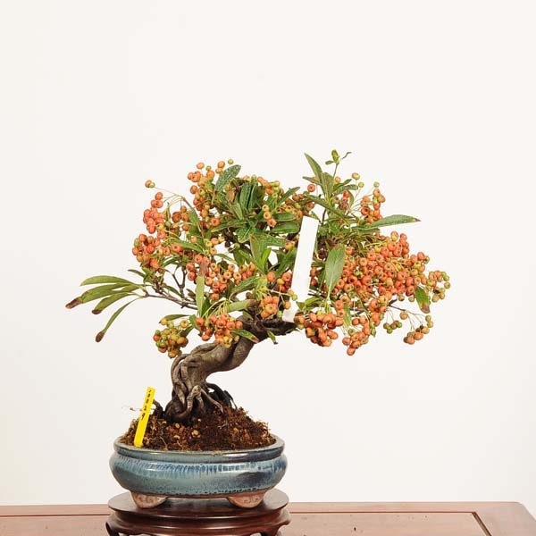 盆栽：ピラカンサ 現品*一点物 ぴらかんさ Pyracantha Pirakansa