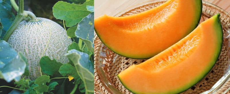 共和町産 らいでんメロン秀品約2.0kg×2玉《7月上旬～発送開始