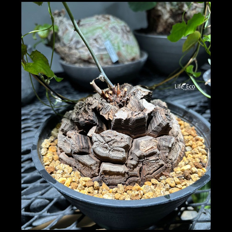 塊根植物【一点物】亀甲竜（ディオスコレア・エレファンティペス