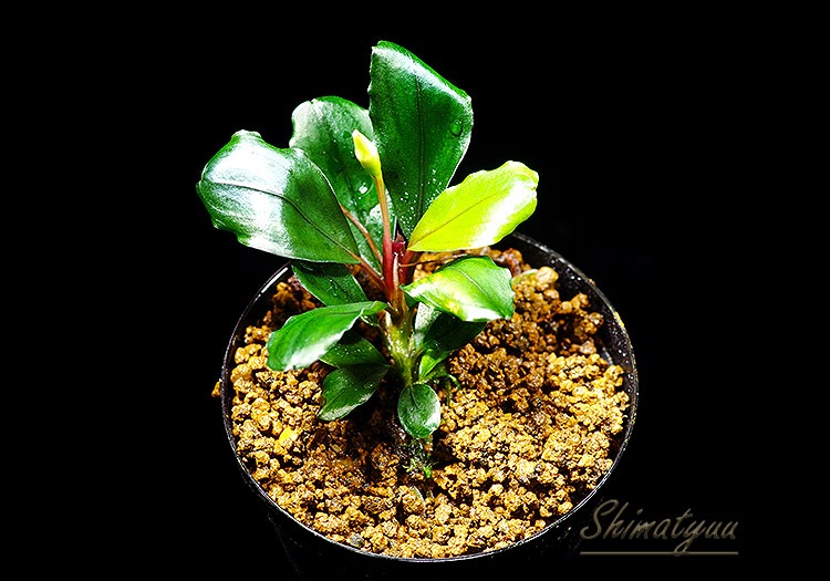 一点物 Bucephalandra sp. Red Cerberus 2020.7 No.33 | 水草・観葉