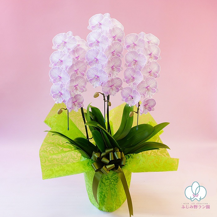 中大輪系胡蝶蘭「マダムマリー」3本立ち （現在つぼみ多め） | 中輪