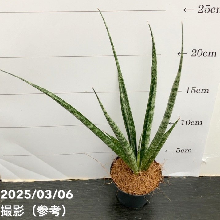 サンスベリア 3号角鉢 ディジトルム Digitorum 6-7cmポット投げ込み