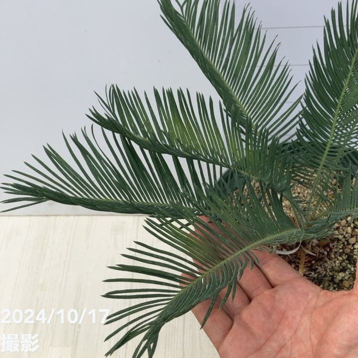 激レア！現品お届け】サイカス カイルンシアナ（ブルーソテツ）8号