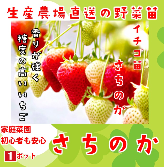 てしまの苗】 さちのか 6-9cmポット 野菜苗 培土 種 堆肥 【人気