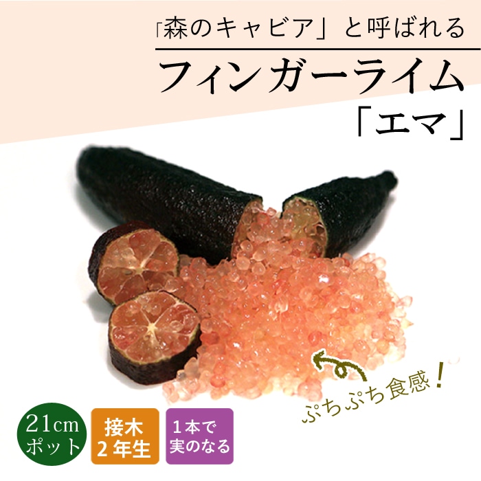 フィンガーライム 苗木 エマ 21cm鉢 柑橘 柑橘苗 自家結実性 接木