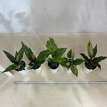 アンスリウム sp. ハイブリッド(斑入り) 4号 タイプA｜芳樹園