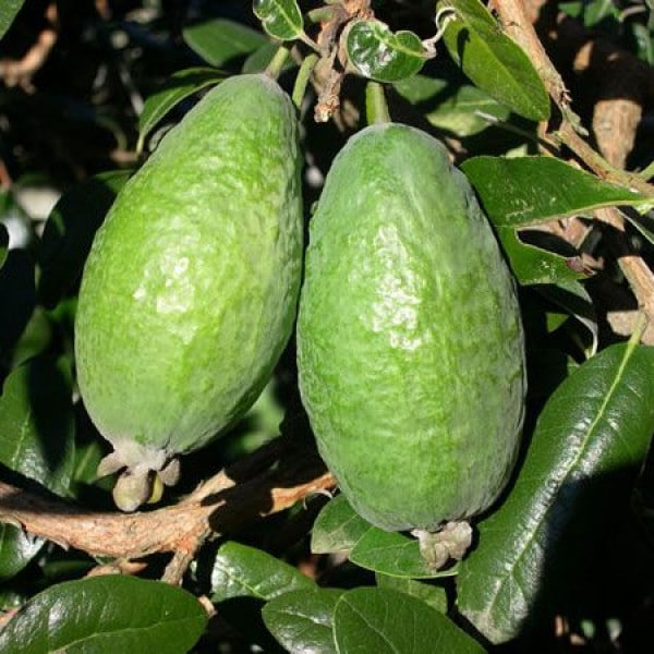 フェイジョア ジェミニ:花も美しい庭園向き果樹 18cmポット:樹高約40