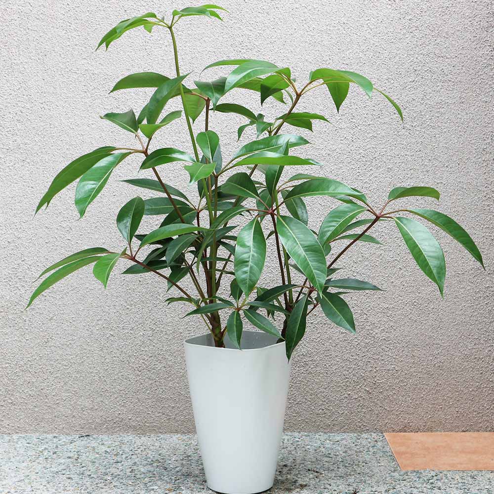 ツピタンサス【大型 観葉植物 8号鉢／2～3本立ち1個】｜ 【植物の