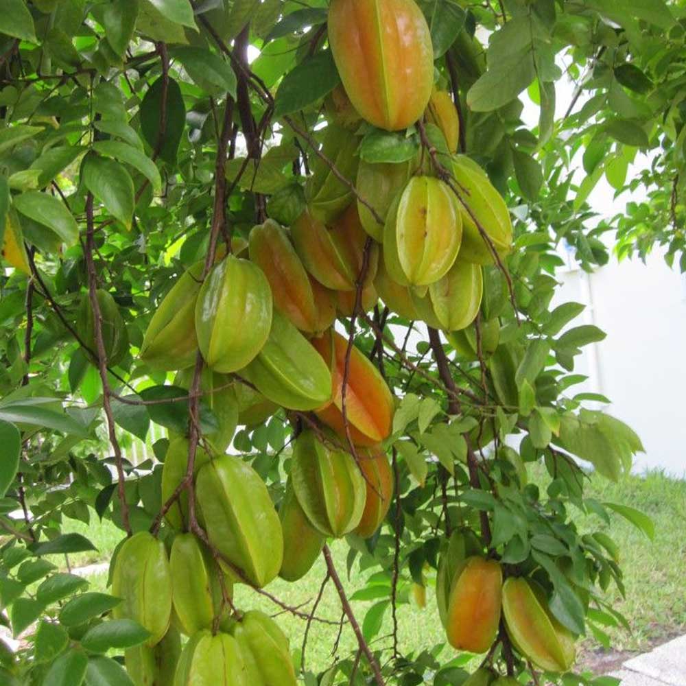 スターフルーツの苗木【果樹苗 1年生接木苗 21cmポット／1個