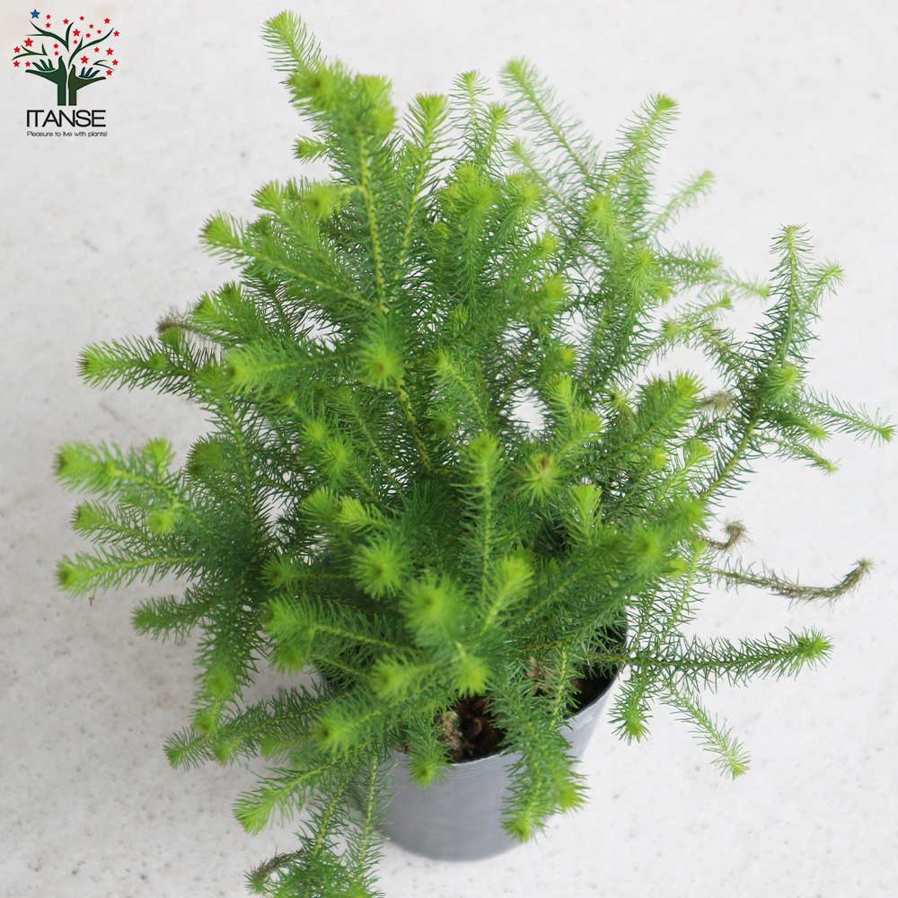 バーゼリア ラヌギノーサ【庭木 3号ポット苗 花木苗・常緑低木／1個