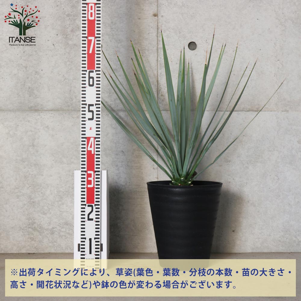 ユッカ リギダ 【観葉植物 8号プラスチック鉢：リビングやオフィス向き