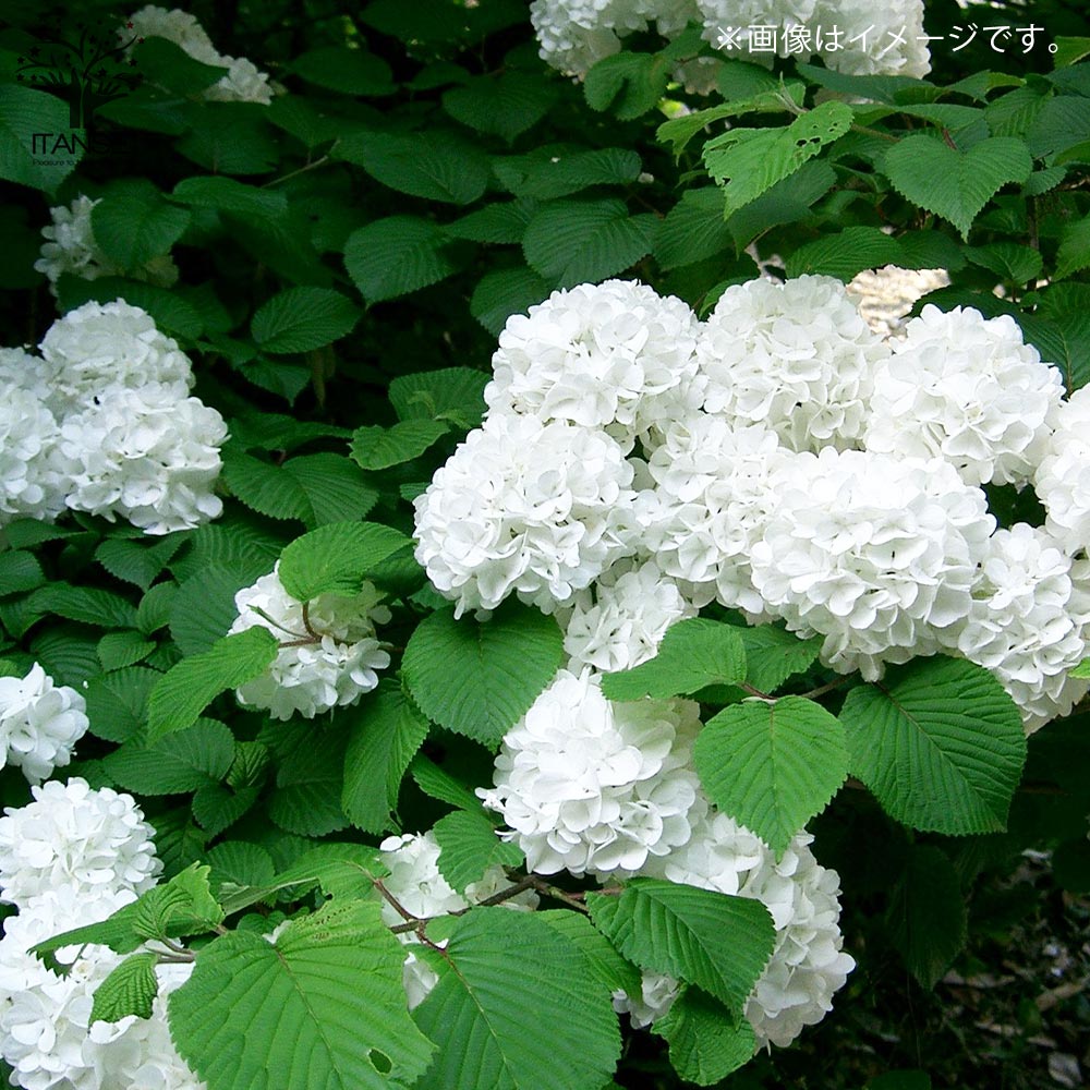 オオデマリ （大手毬）【庭木 5号ポット 庭園花木／1個売り】｜ 【植物