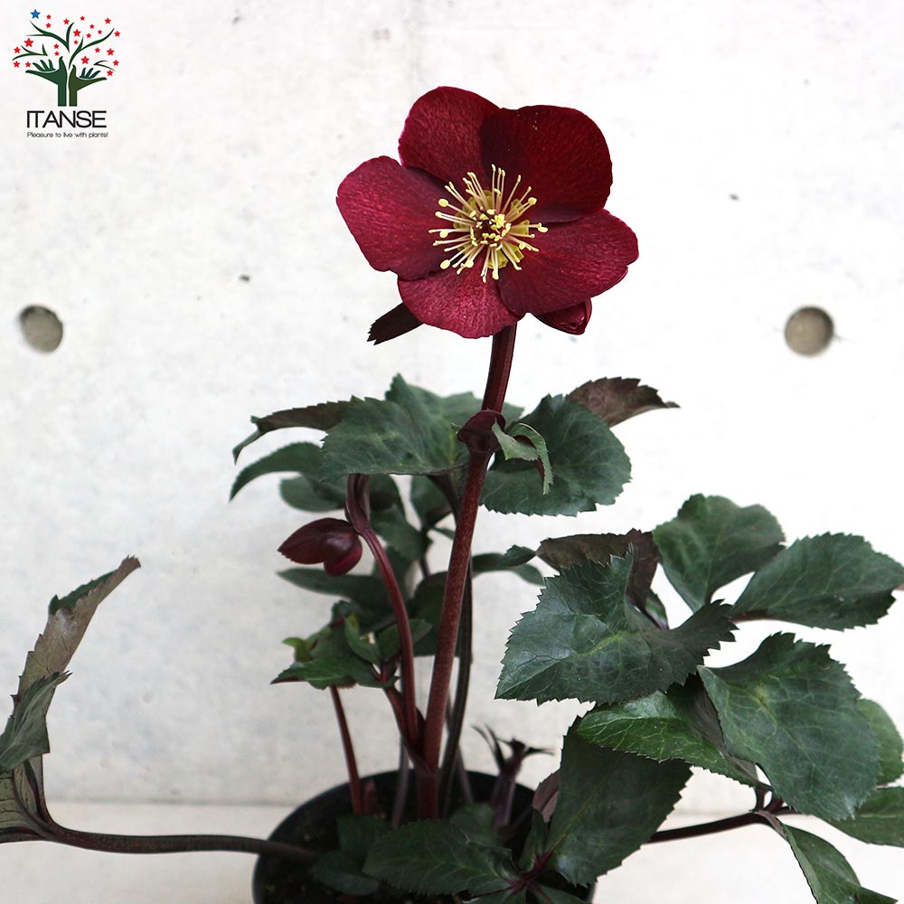 クリスマスローズ 氷の薔薇 メルロー 【花苗 5号鉢／1個売り