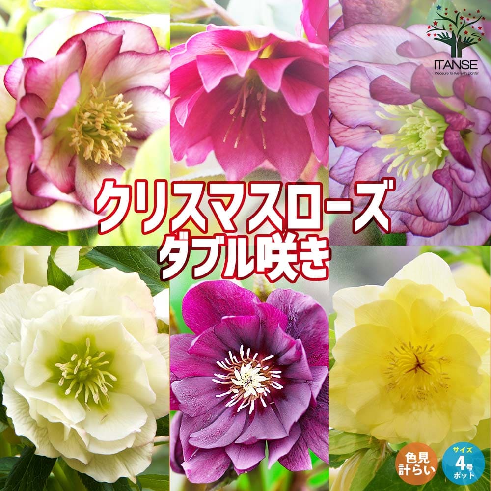 クリスマスローズ ”ダブル咲き” 色ミックス2個～【花苗 4号ポット苗