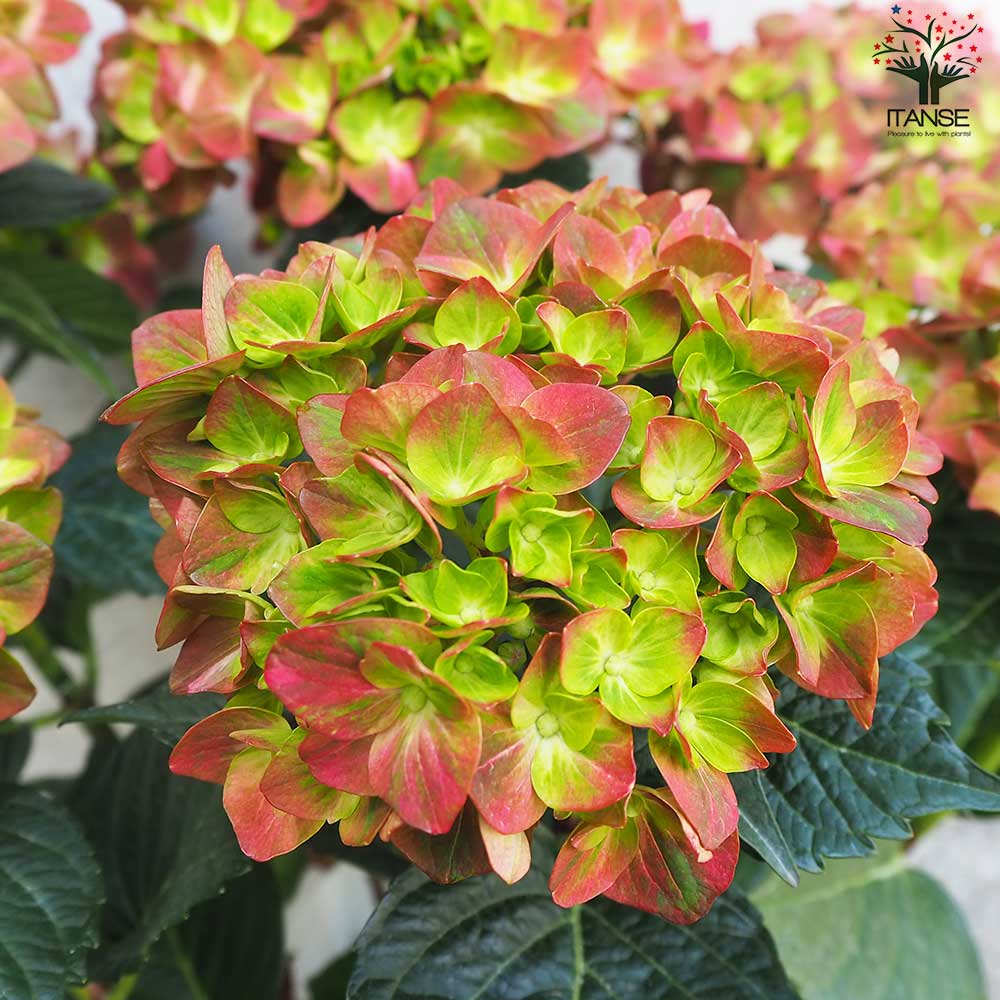 アジサイ マジカルチョコレート・レッド【花苗 5号鉢】｜ 【植物の