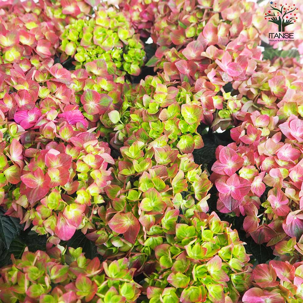 アジサイ マジカルチョコレート・レッド【花苗 5号鉢】｜ 【植物の