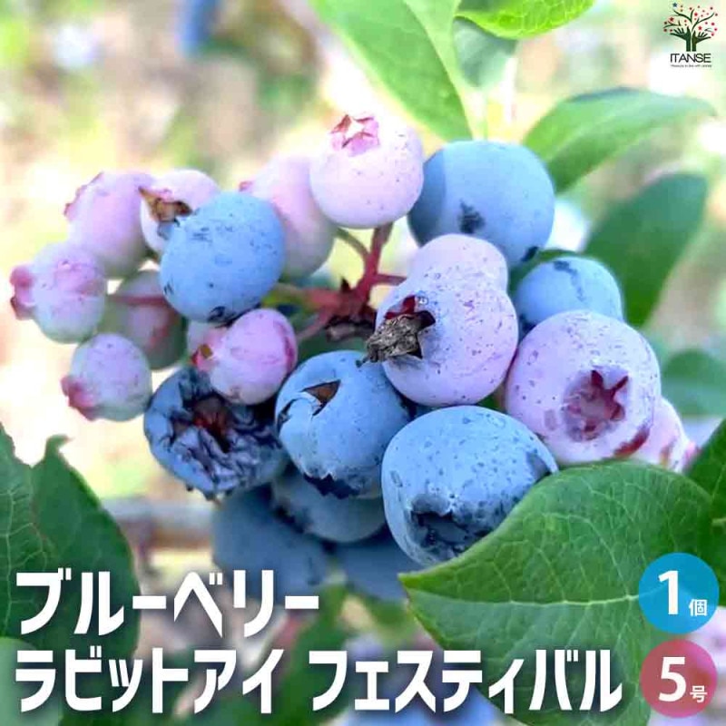 ブルーベリー ラビッドアイ系 ブライトウェル 【果樹の苗木 5号ポット