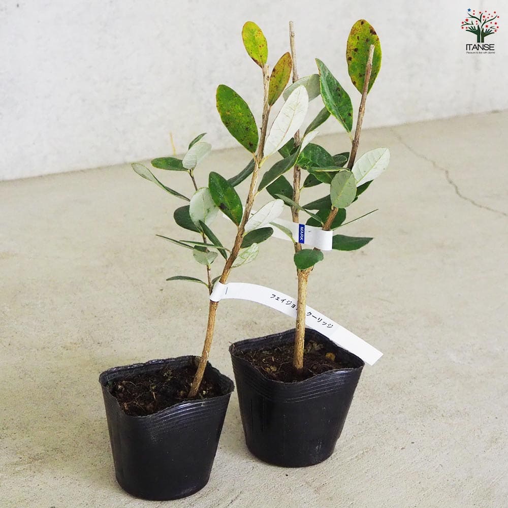 フェイジョア クーリッジ 【果樹の苗 10.5cm 1年生挿し木苗】｜ 【植物