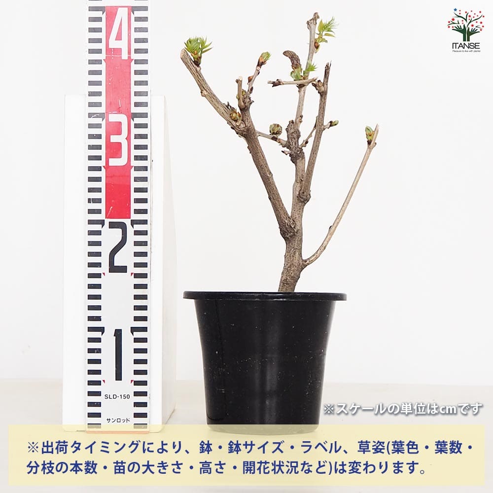 一才藤 【花木苗 5号／1個売り】｜ 【植物のITANSE】全品送料