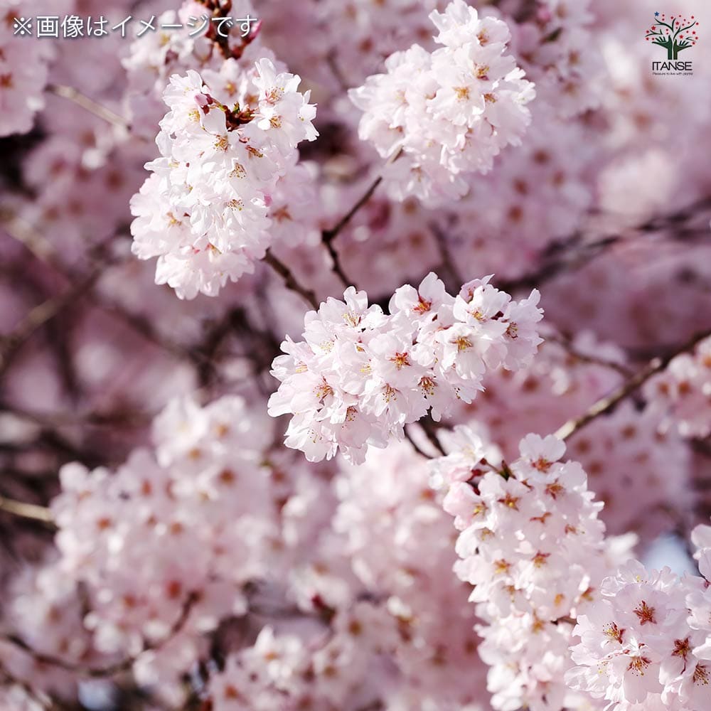 桜 八重桜 【花木苗 4.5号ポット／1個売り】｜ 【植物のITANSE