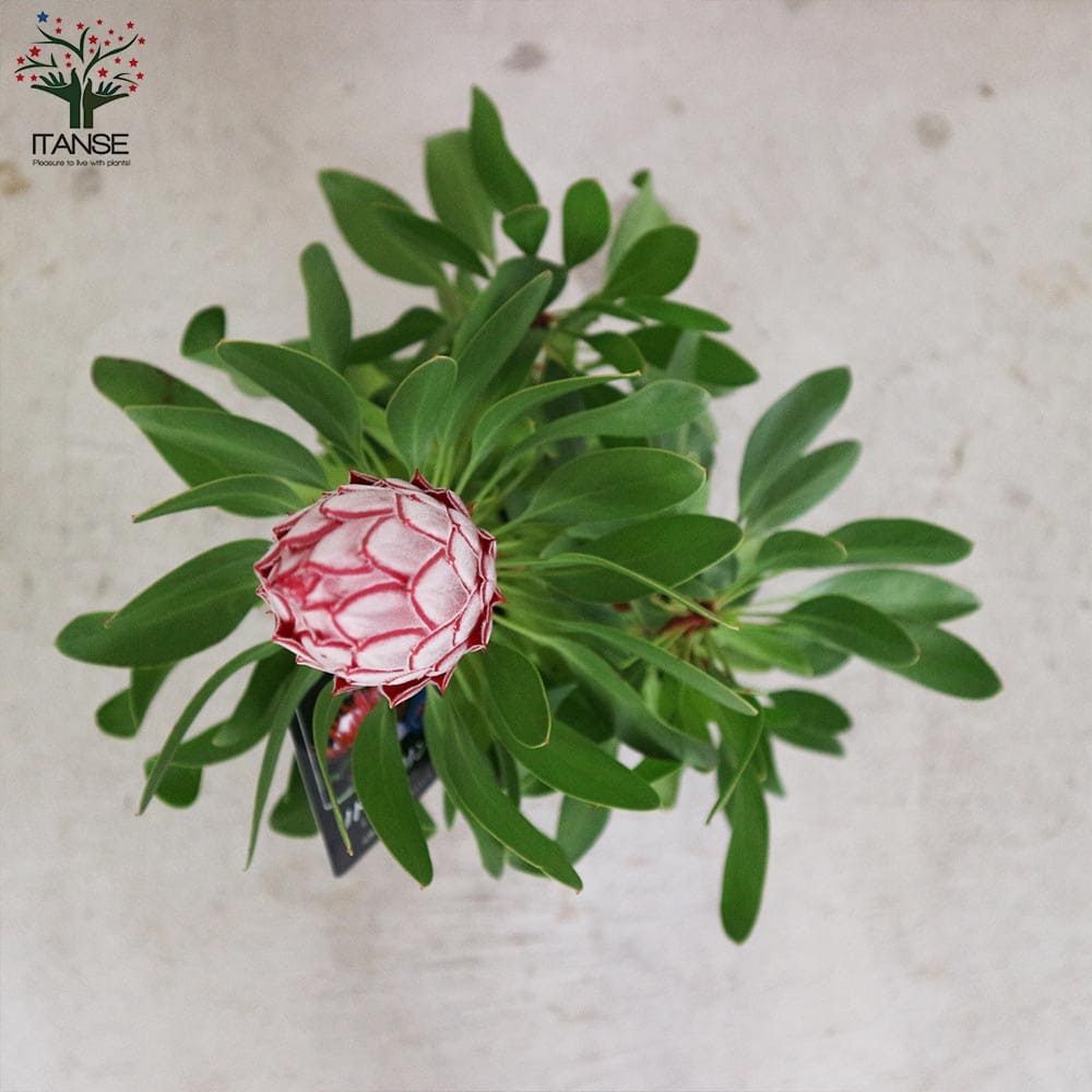 キングプロテア リトルプリンス【花苗 6号鉢大苗／1個売り】｜ 【植物